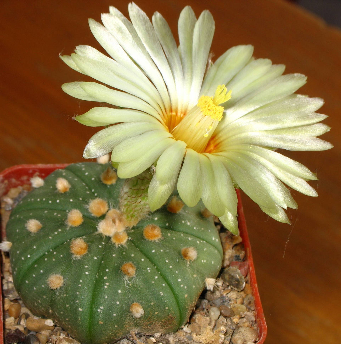 Astrophytum asterias Seeds – thegardenofset