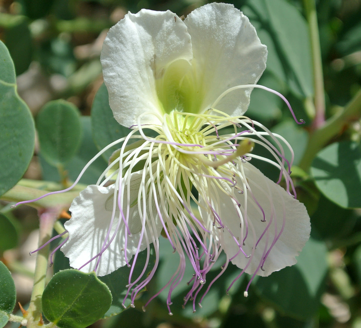 Capparis spinosa Seeds