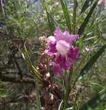 Chilopsis linearis Seeds - Desert Willow