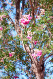 Chilopsis linearis Seeds - Desert Willow