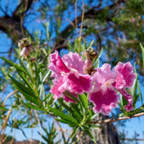 Chilopsis linearis Seeds - Desert Willow