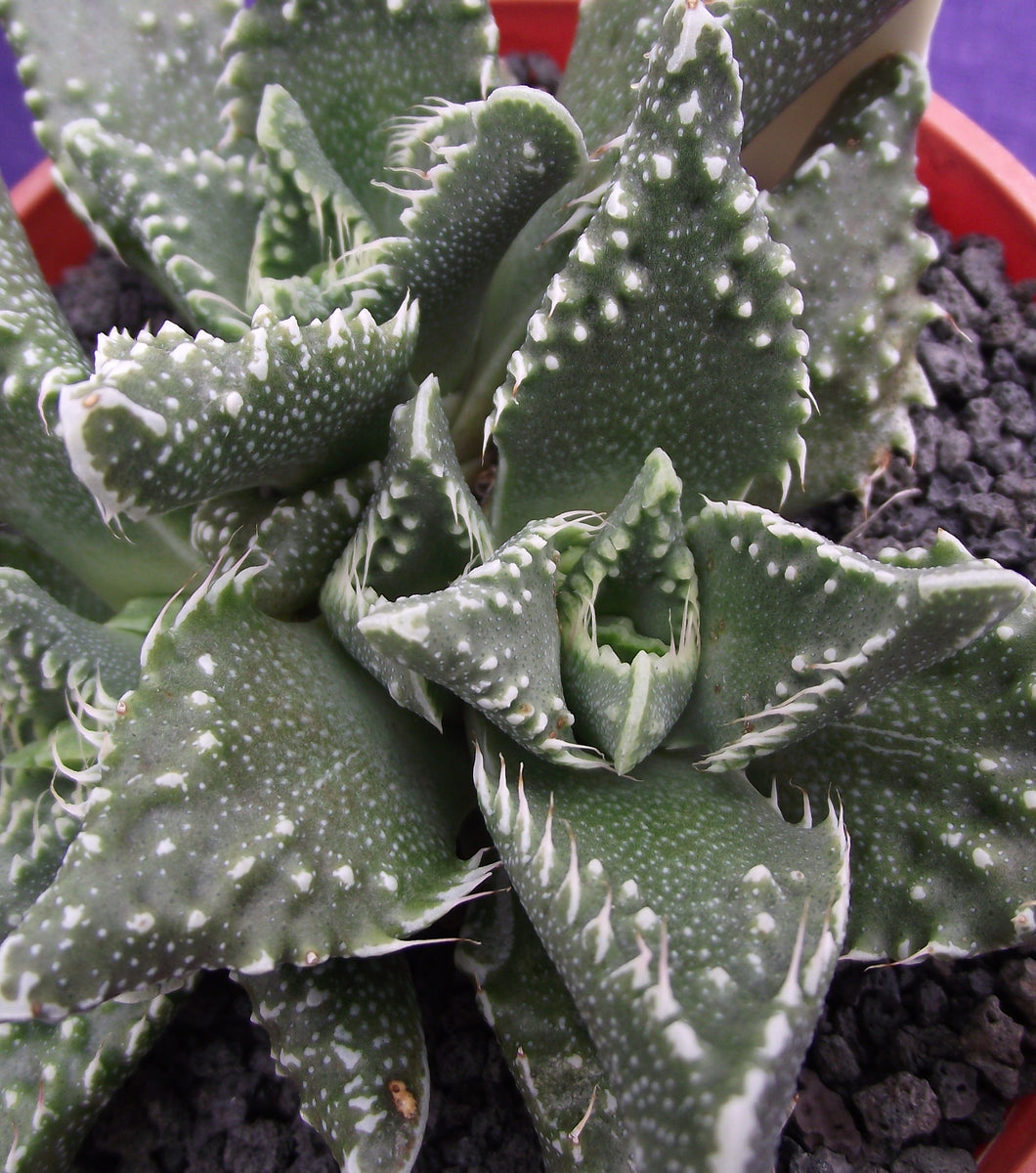 Faucaria tigrina 25 Seeds