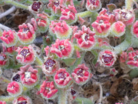 Mesembryanthemum crystallinum Seeds - Common Ice Plant