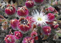 Mesembryanthemum crystallinum Seeds - Common Ice Plant