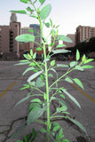 Nicotiana glauca Seeds 0.1g - Tree Tobacco