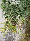 Nicotiana glauca Seeds 0.1g - Tree Tobacco