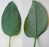 Nicotiana glauca Seeds 0.1g - Tree Tobacco