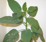 Nicotiana glauca Seeds 0.1g - Tree Tobacco