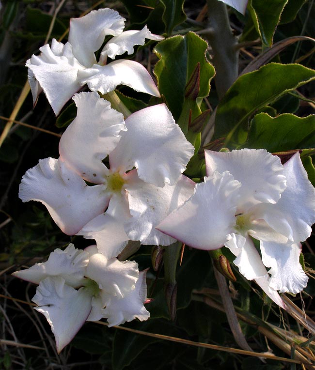 kudu lily flower Pachypodium saundersii 25 Seeds