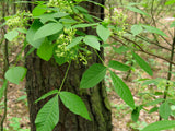 Ptelea trifoliata Seeds- Hoptree