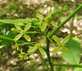 Ptelea trifoliata 25 Seeds- Hoptree