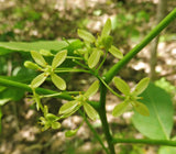 Ptelea trifoliata Seeds- Hoptree