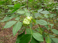 Ptelea trifoliata 25 Seeds- Hoptree