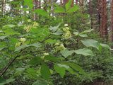 Ptelea trifoliata Seeds- Hoptree