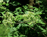 Ptelea trifoliata Seeds- Hoptree
