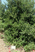 Rhus integrifolia 25 Seeds - Lemonade Berry