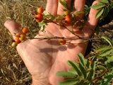 Rosa woodsii Seeds - prairie rose