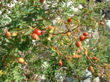 Rosa woodsii Seeds - prairie rose