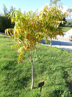 Sapindus mukorossi 10 Seeds - Indian Soapberry Tree