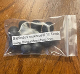 Sapindus mukorossi 10 Seeds - Indian Soapberry Tree