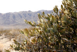 Simmondsia chinensis 10 Seeds - Jojoba