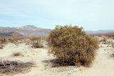 Simmondsia chinensis 10 Seeds - Jojoba