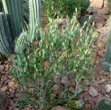 Simmondsia chinensis 10 Seeds - Jojoba