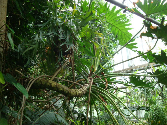 philodendron bipinnatifidum kaufen Thaumatophyllum bipinnatifidum Seeds