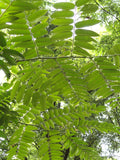 Toona sinensis Seeds - Chinese cedar