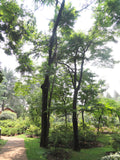 Toona sinensis Seeds - Chinese cedar
