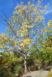 Toona sinensis Seeds - Chinese cedar