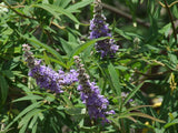 Vitex agnus-castus Seeds - Chaste Tree