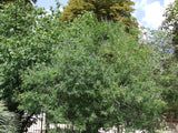 Vitex agnus-castus Seeds - Chaste Tree
