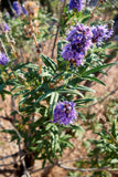 Vitex agnus-castus Seeds - Chaste Tree