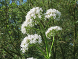 Valeriana officinalis Seeds - Valerian
