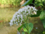 Valeriana officinalis Seeds - Valerian