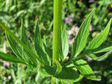Valeriana officinalis Seeds - Valerian