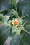Withania somnifera Seeds - Ashwagandha