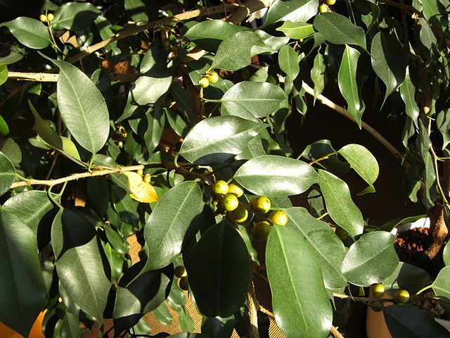 ficus plant seeds Ficus benjamina 100/500 Seeds