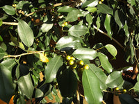 Ficus benjamina 100/500 Seeds - Weeping Fig