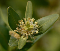 Buxus sempervirens 25 Seeds - Common Boxwood