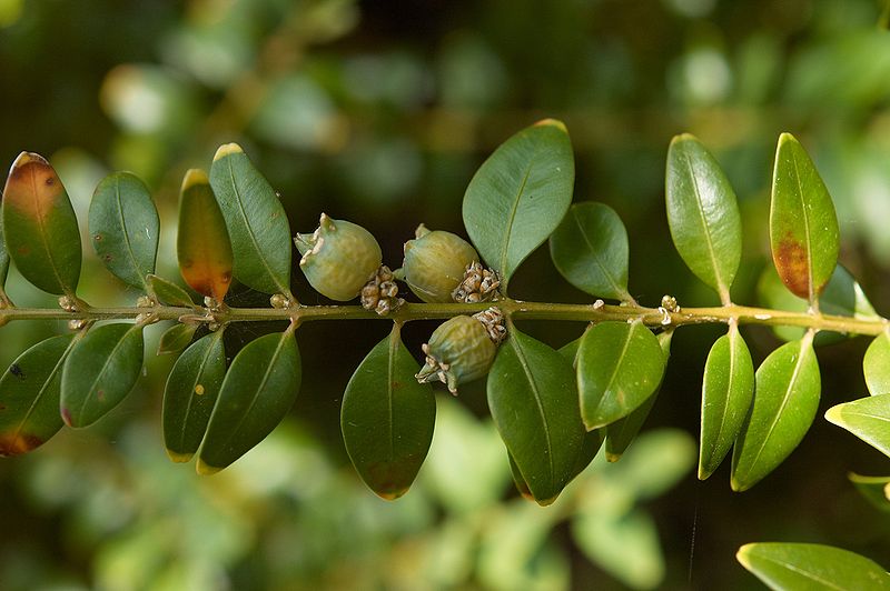 boxwood plant seeds Common Boxwood Seeds – Dense Evergreen Shrub for Hedges & Landscaping
