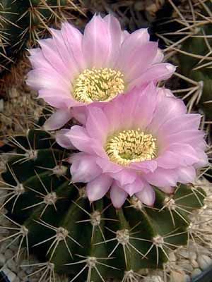 Acanthocalycium spiniflorum var. violaceum 25 Seeds - Spiny Lilac Flower Cactus
