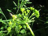 Allium ursinum 50 Seeds - Wild Garlic