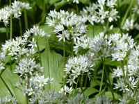 Allium ursinum 50 Seeds - Wild Garlic