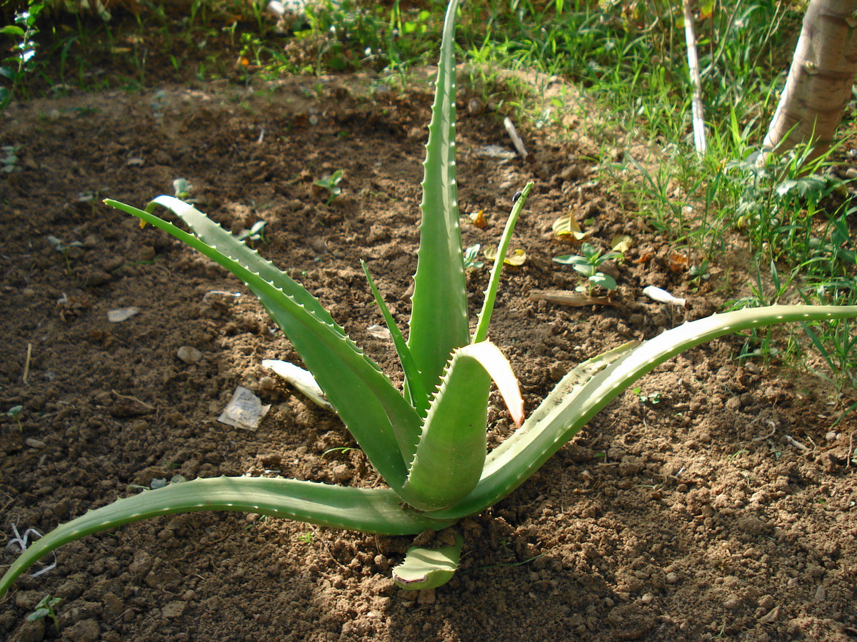 Aloe Barbadensis 25 Seeds – Thegardenofset