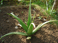 Aloe barbadensis 25 Seeds
