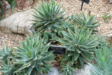 Aloe brevifolia 25 Seeds - Short Leaved Aloe