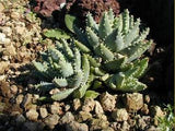Aloe brevifolia 25 Seeds - Short Leaved Aloe