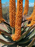 Aloe ferox 20 Seeds - Bitter Aloe